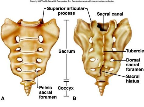 sacrum and sacral osteopathy